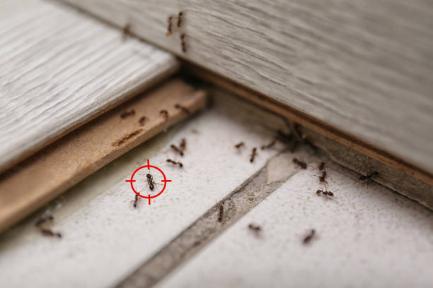 Best Pest Prevention Services  in Kingstree, SC